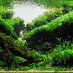 Sound of rain and wind(비와 바람의 소리) - Aqua Plants Hub