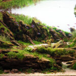 Trail of wind(바람의 흔적) - Aqua Plants Hub