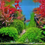 Walk Firmly - Aqua Plants Hub