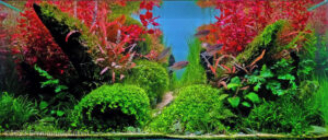 Walk Firmly - Aqua Plants Hub