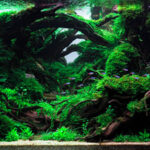 Rules in irregularities - Aqua Plants Hub