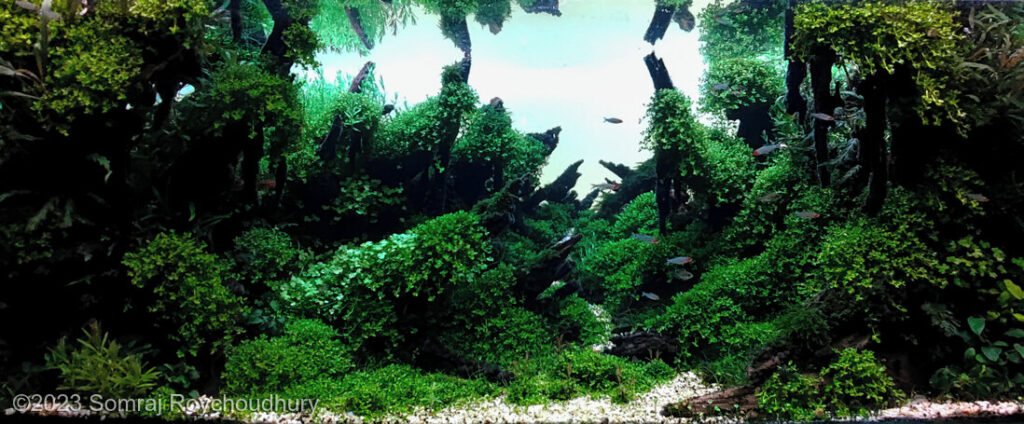 To witness a thousand miracles - Aqua Plants Hub