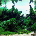 To witness a thousand miracles - Aqua Plants Hub