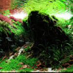 If You Go There - Aqua Plants Hub