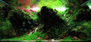 If You Go There - Aqua Plants Hub