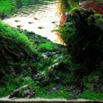 Red Corner - Aqua Plants Hub