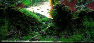Red Corner - Aqua Plants Hub