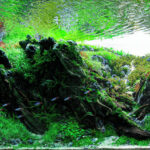 Rhythmical Breeze - Aqua Plants Hub