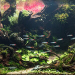 Ki-Yeong, Kim - Aqua Plants Hub