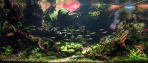 Ki-Yeong, Kim - Aqua Plants Hub