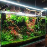 Eternal Waters - Aqua Plants Hub