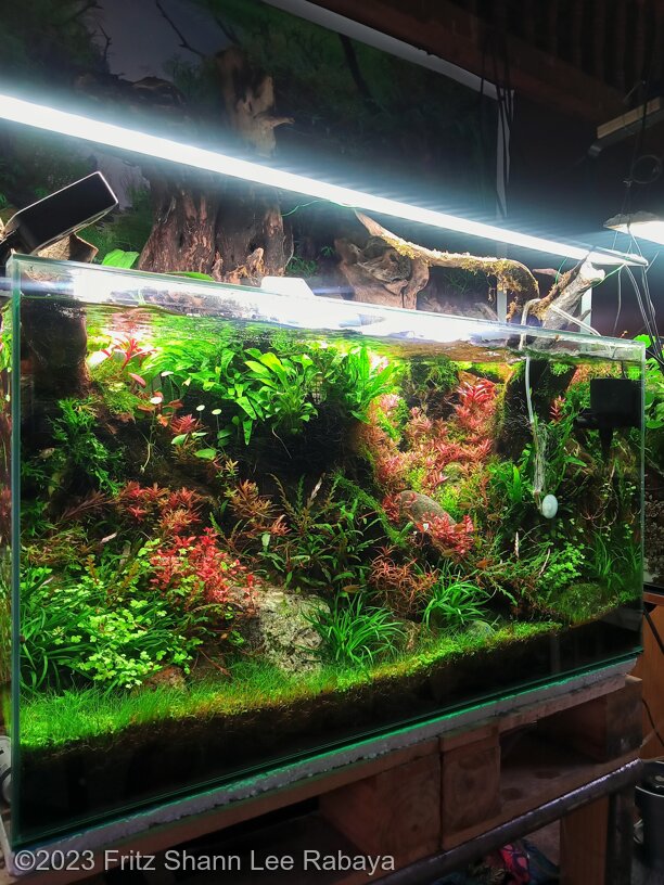Eternal Waters - Aqua Plants Hub
