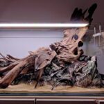 Reclaimed Beauty - Aqua Plants Hub