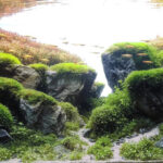 Faith Moves Montains - Aqua Plants Hub