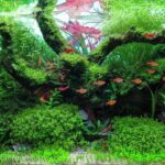 Essence - Aqua Plants Hub
