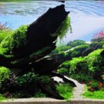 远山云影 (Shadow of a distant mountain and clouds) - Aqua Plants Hub