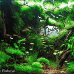 Caught beneath the roots - Aqua Plants Hub