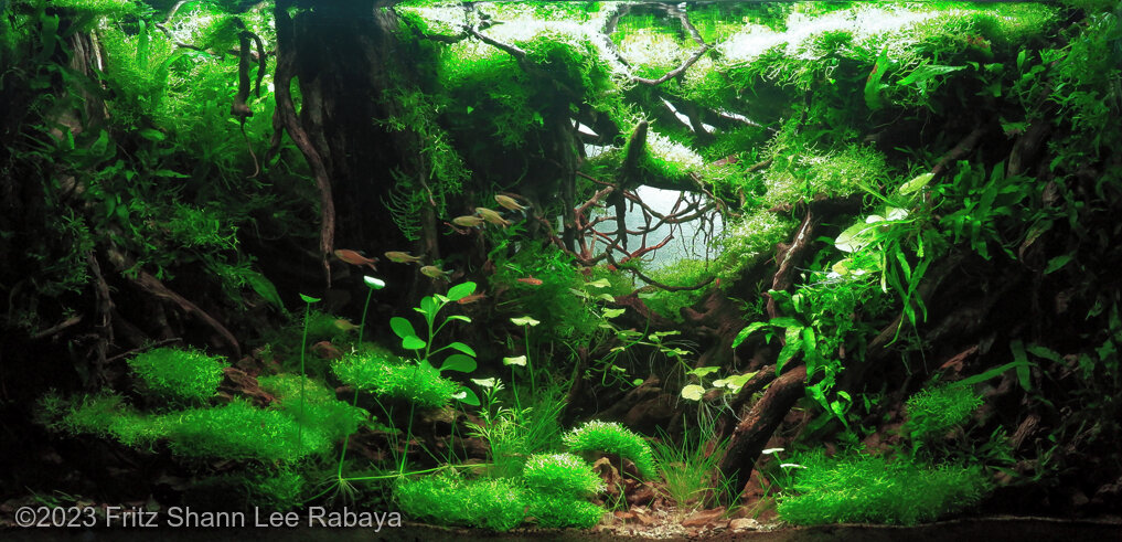 Caught beneath the roots - Aqua Plants Hub