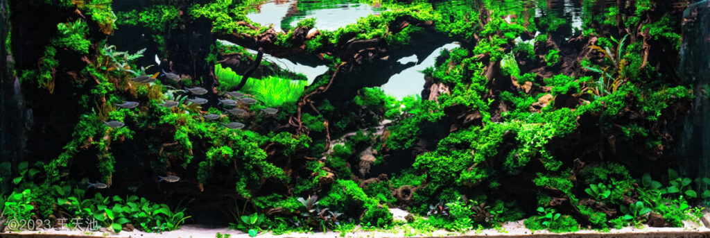 AGA 2023 Layout 228 - Aqua Plants Hub