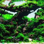 AGA 2023 Layout 228 - Aqua Plants Hub