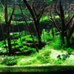 Revival - Aqua Plants Hub