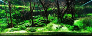 Revival - Aqua Plants Hub