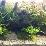 Sucitra Flora - Aqua Plants Hub
