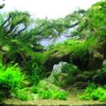 SMAII WORLD - Aqua Plants Hub
