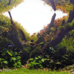 Life after storm - Aqua Plants Hub