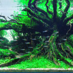 Balinese agung tree - Aqua Plants Hub