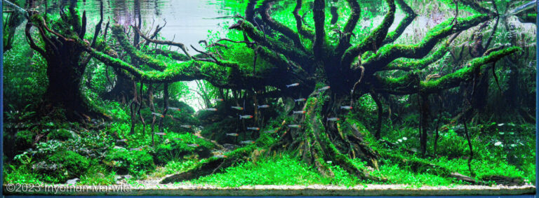 Balinese agung tree