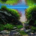 A morning in Little Valley - Aqua Plants Hub