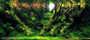 BANKANENSIS - Aqua Plants Hub