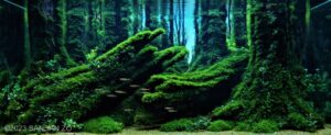 MANGKOL - Aqua Plants Hub