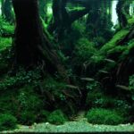 KETABE HILL - Aqua Plants Hub