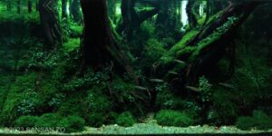 KETABE HILL - Aqua Plants Hub