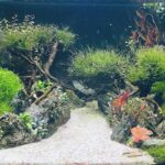 The valley - Aqua Plants Hub