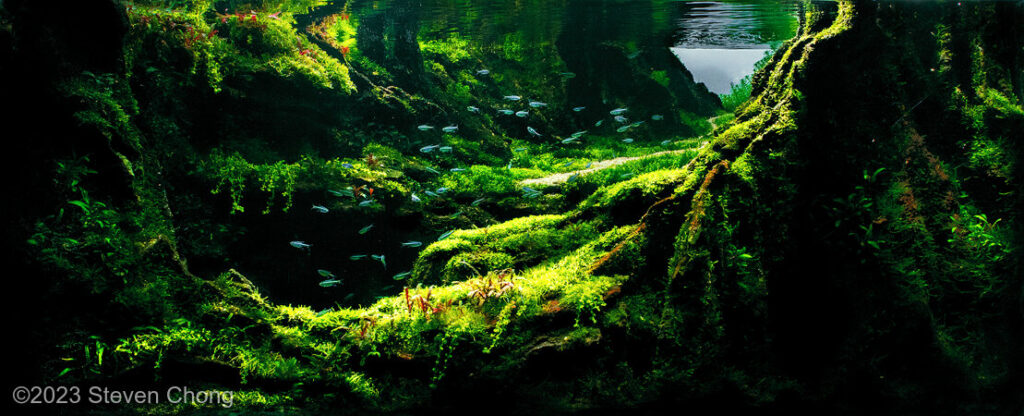 Kūpinaʻi o ka Pali (Echo of the Pali) - Aqua Plants Hub