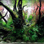Little Forest - Aqua Plants Hub
