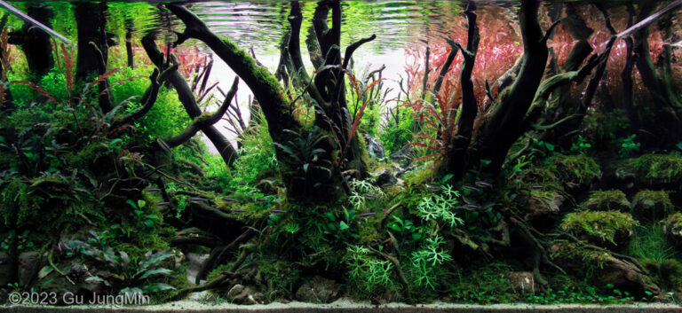 Little Forest