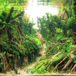 Dooars - Aqua Plants Hub