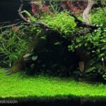 Tetratopia - Aqua Plants Hub
