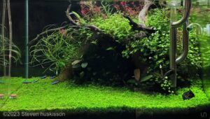 Tetratopia - Aqua Plants Hub