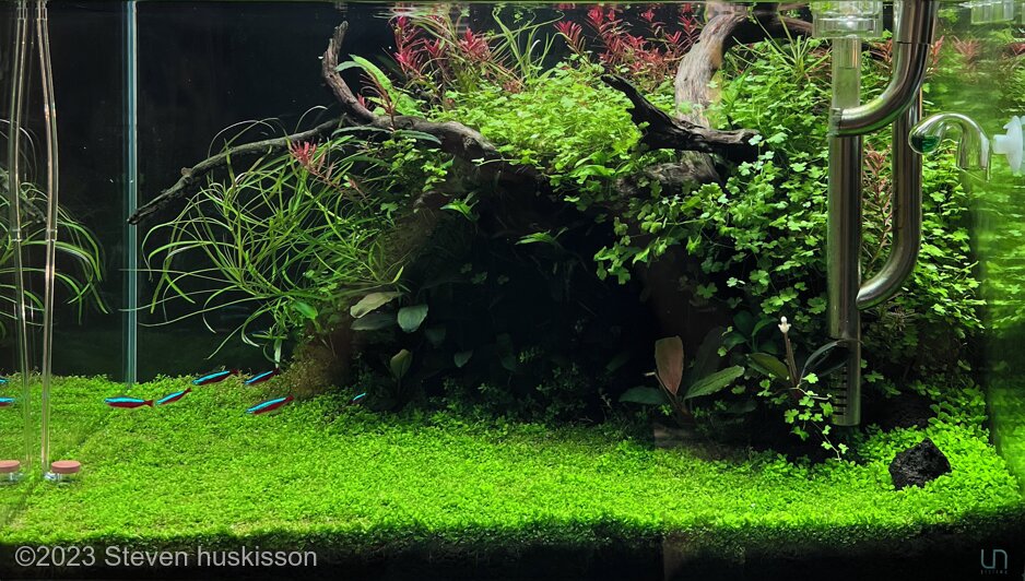 Tetratopia - Aqua Plants Hub