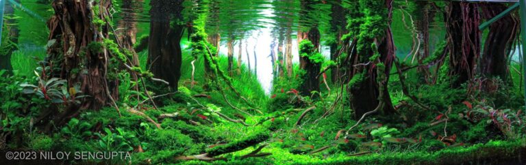Dive into the Jungle