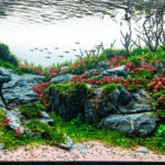 "Last colors before winter" - “Last colors before winter” - Aqua Plants Hub
