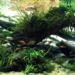 Amur - Aqua Plants Hub