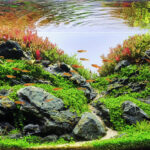 bloom - bloom (AGA 2023 #254) - Aqua Plants Hub
