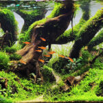 slow step - Aqua Plants Hub