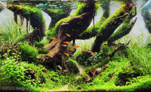 slow step - Aqua Plants Hub